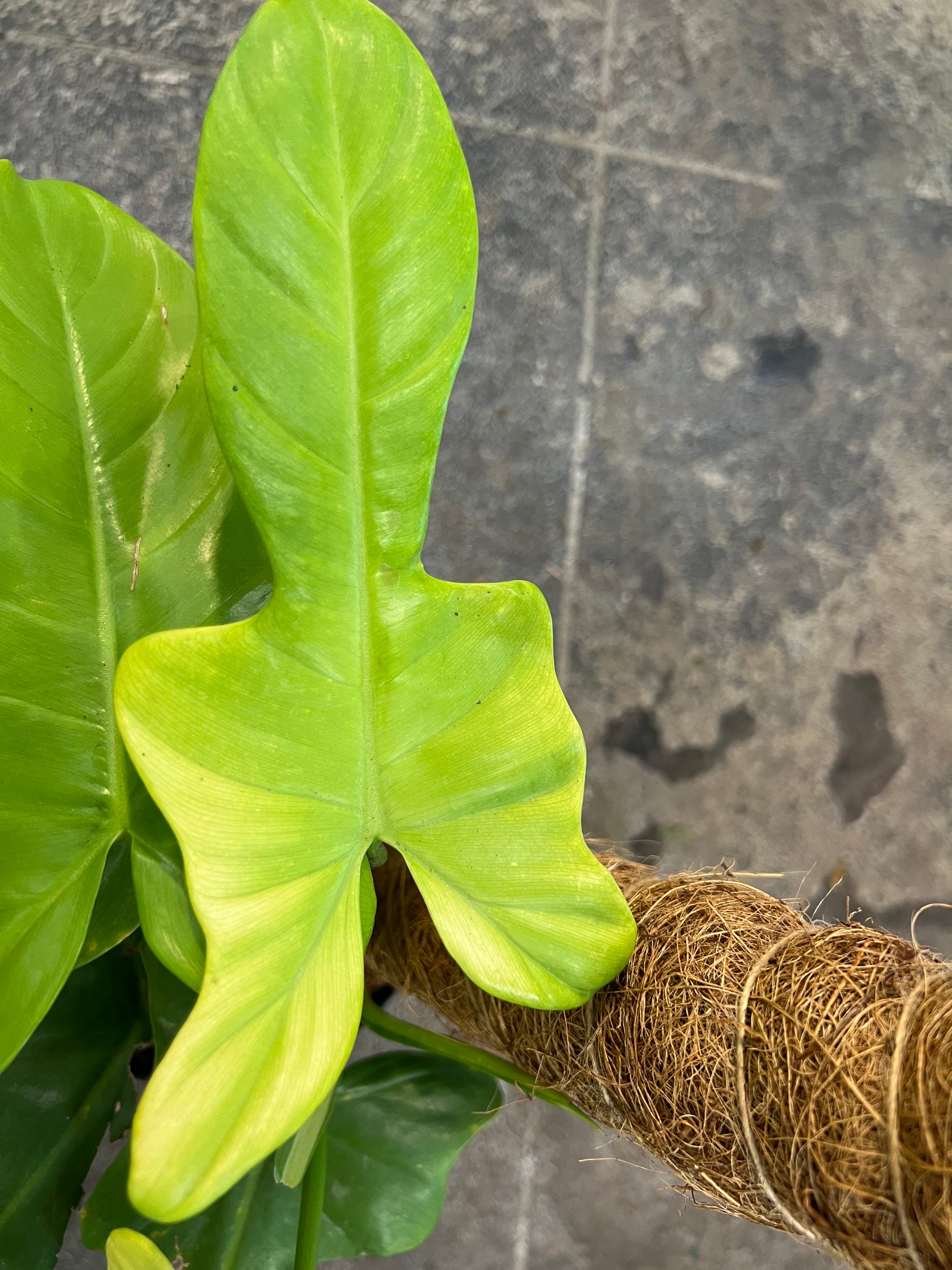 philodendron bipinnatifidum for sale Philodendron Bipinnatifidum Aurea 6" – UPshining