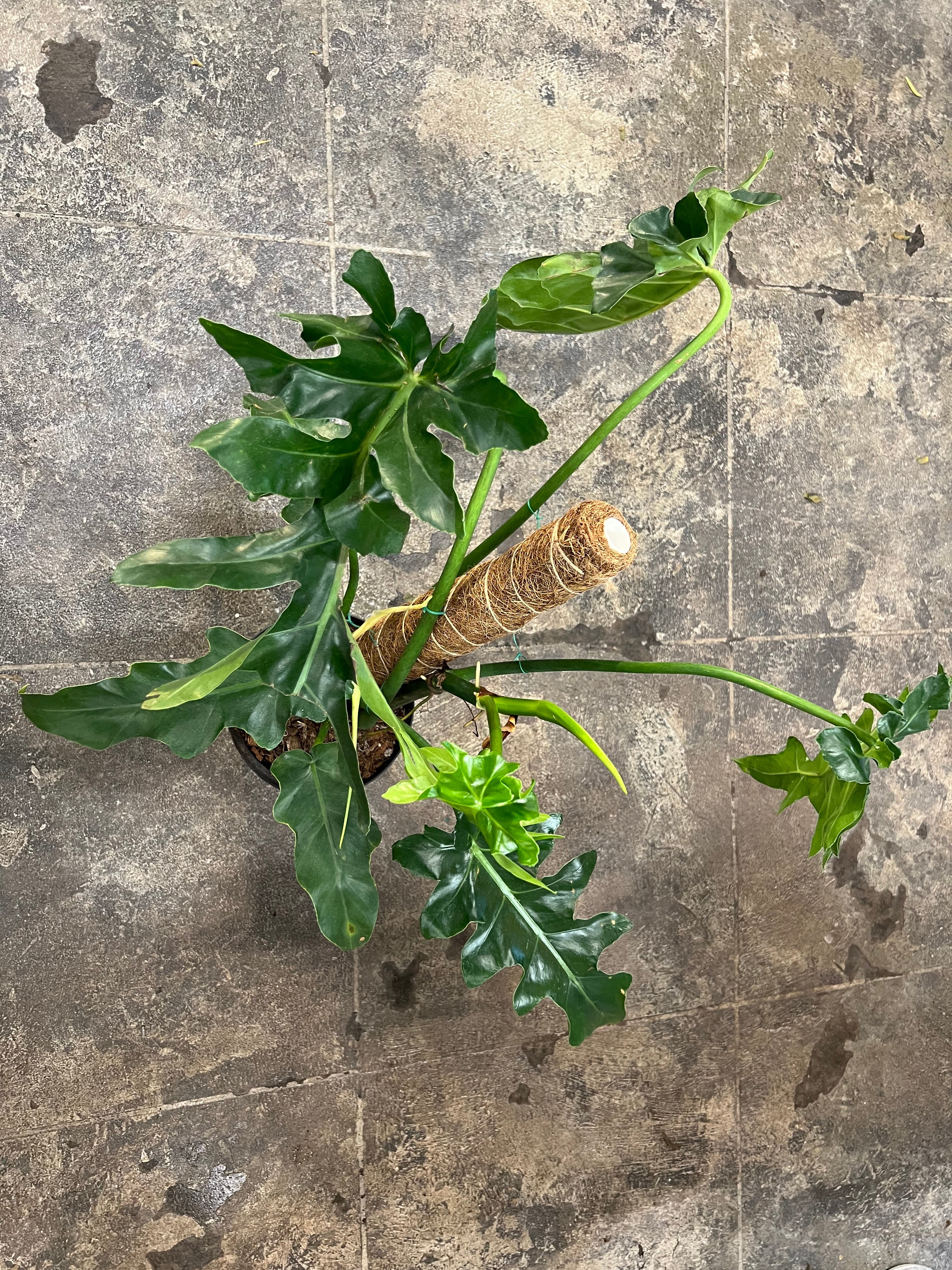philodendron longilobatum vs golden dragon Philodendron Bob Cee 6" – UPshining