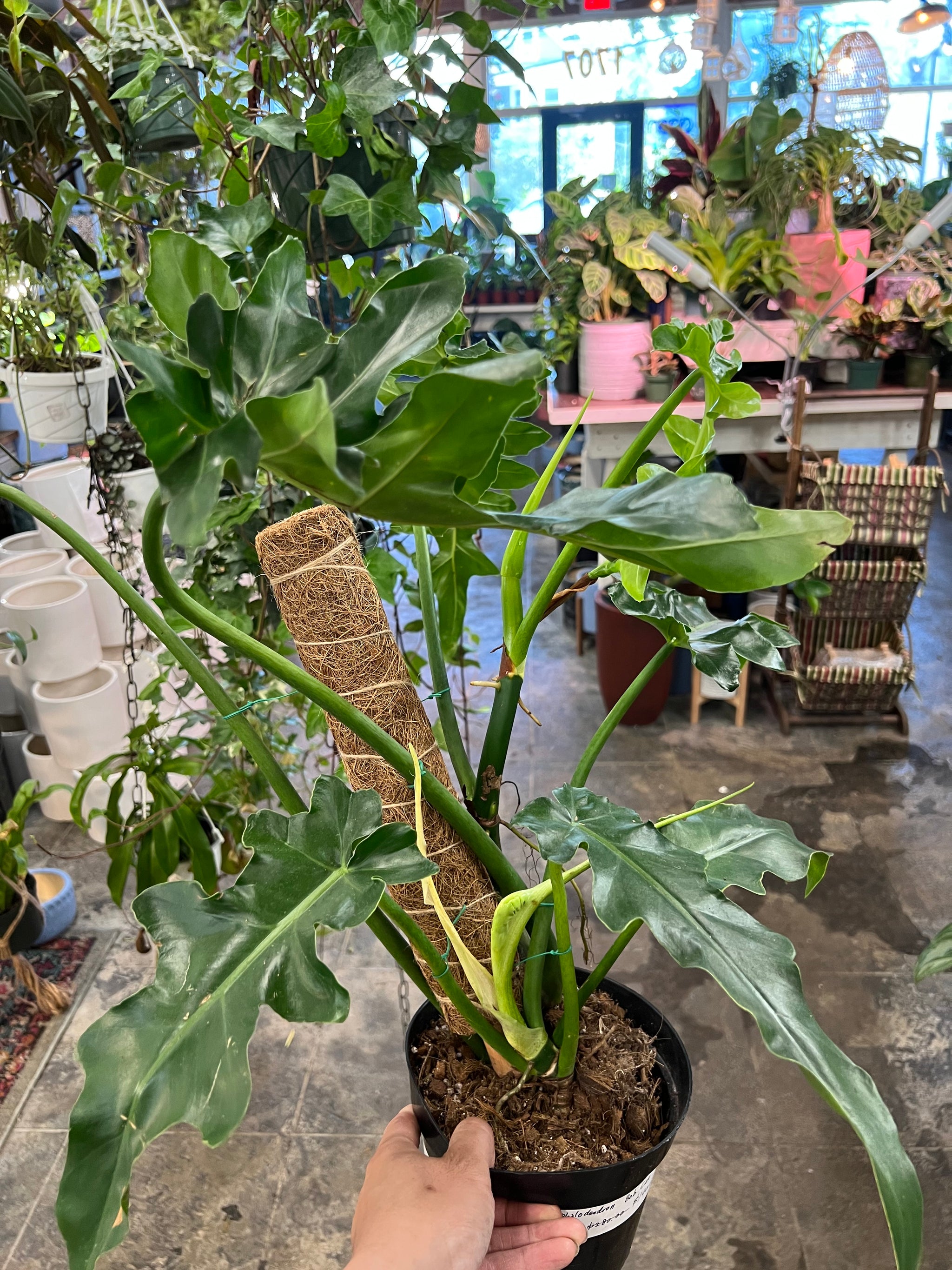 Philodendron Bob Cee 6