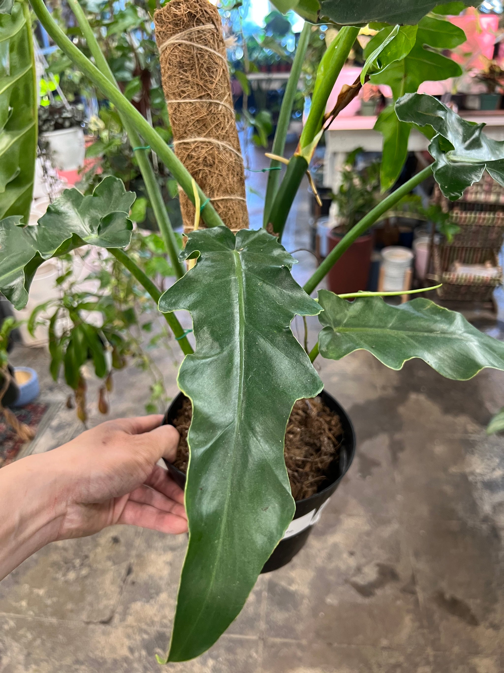 philodendron bob cee Philodendron Bob Cee 6" – UPshining