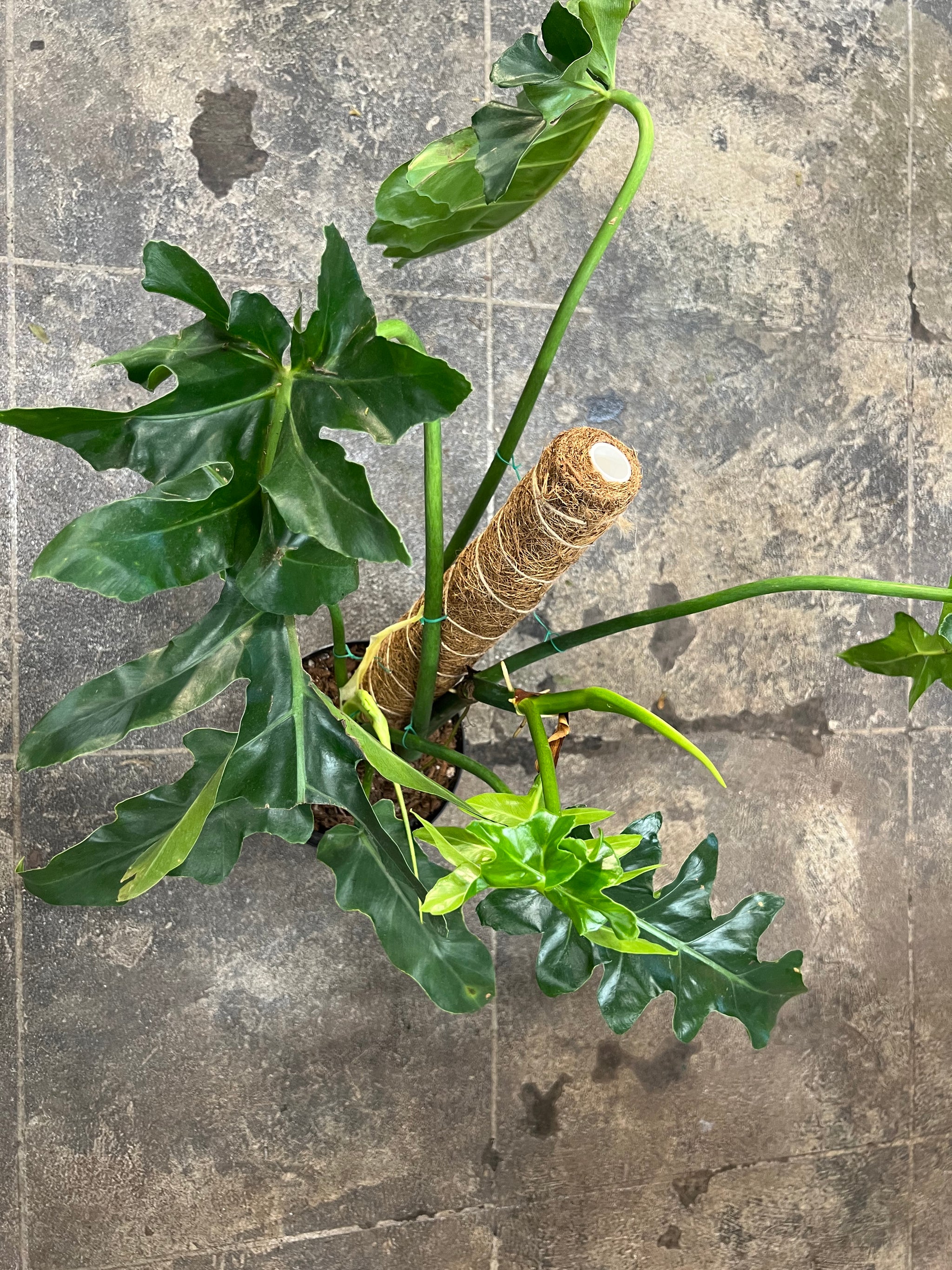 philodendron bob cee variegated Philodendron Bob Cee 6" – UPshining