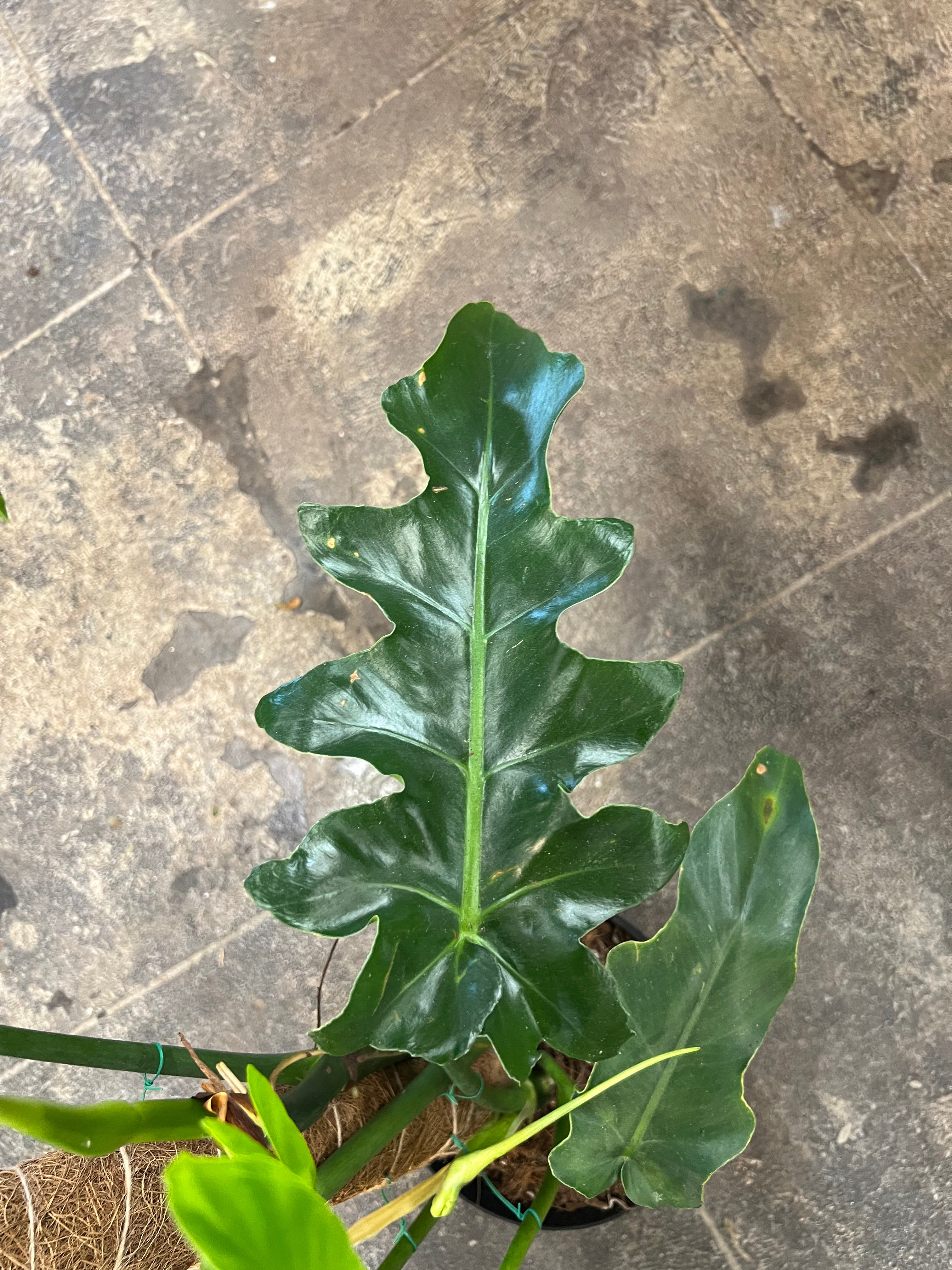 philodendron bob cee price Philodendron Bob Cee 6" – UPshining
