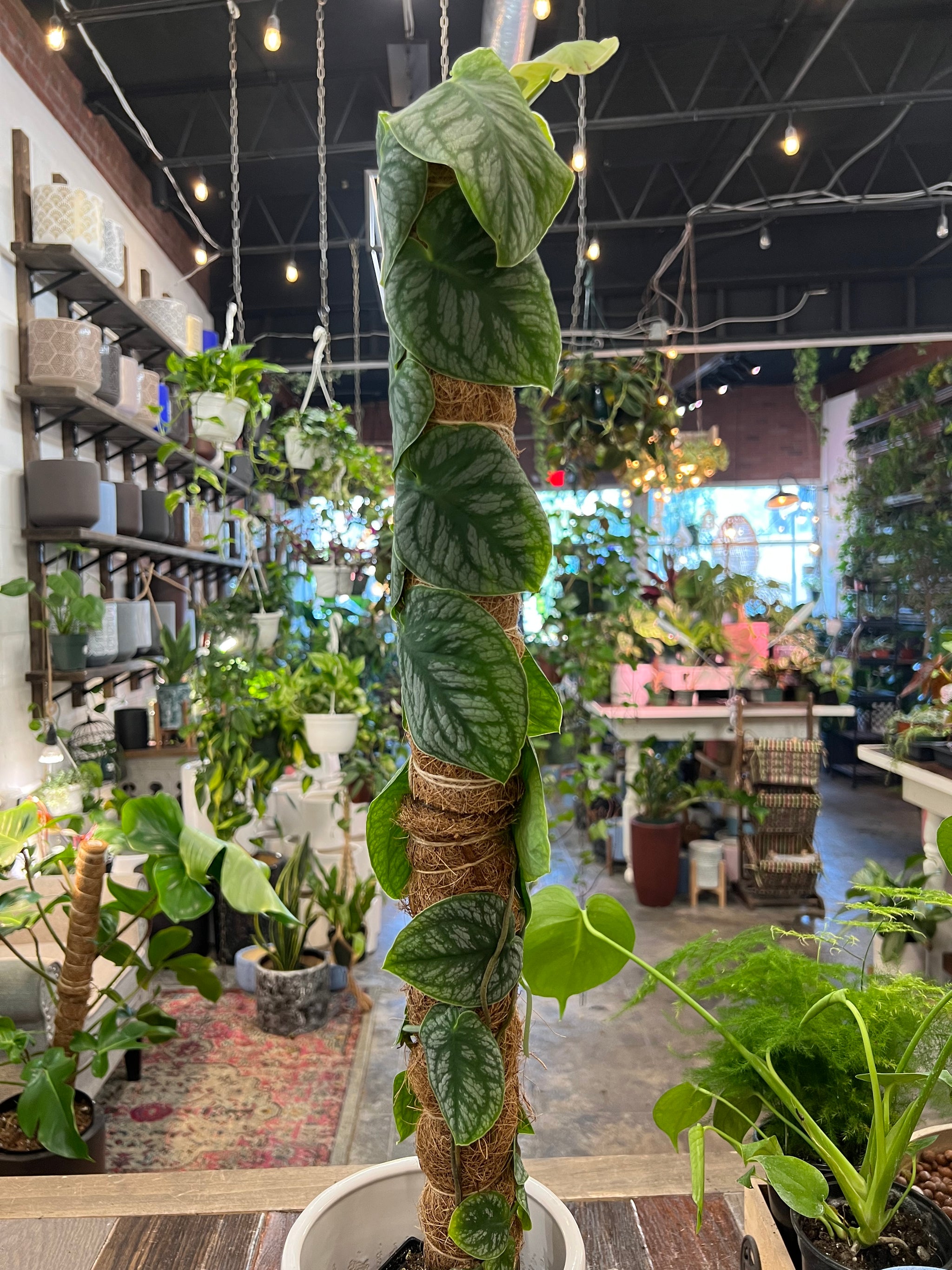 monstera dubia ebay Monstera Dubia – UPshining