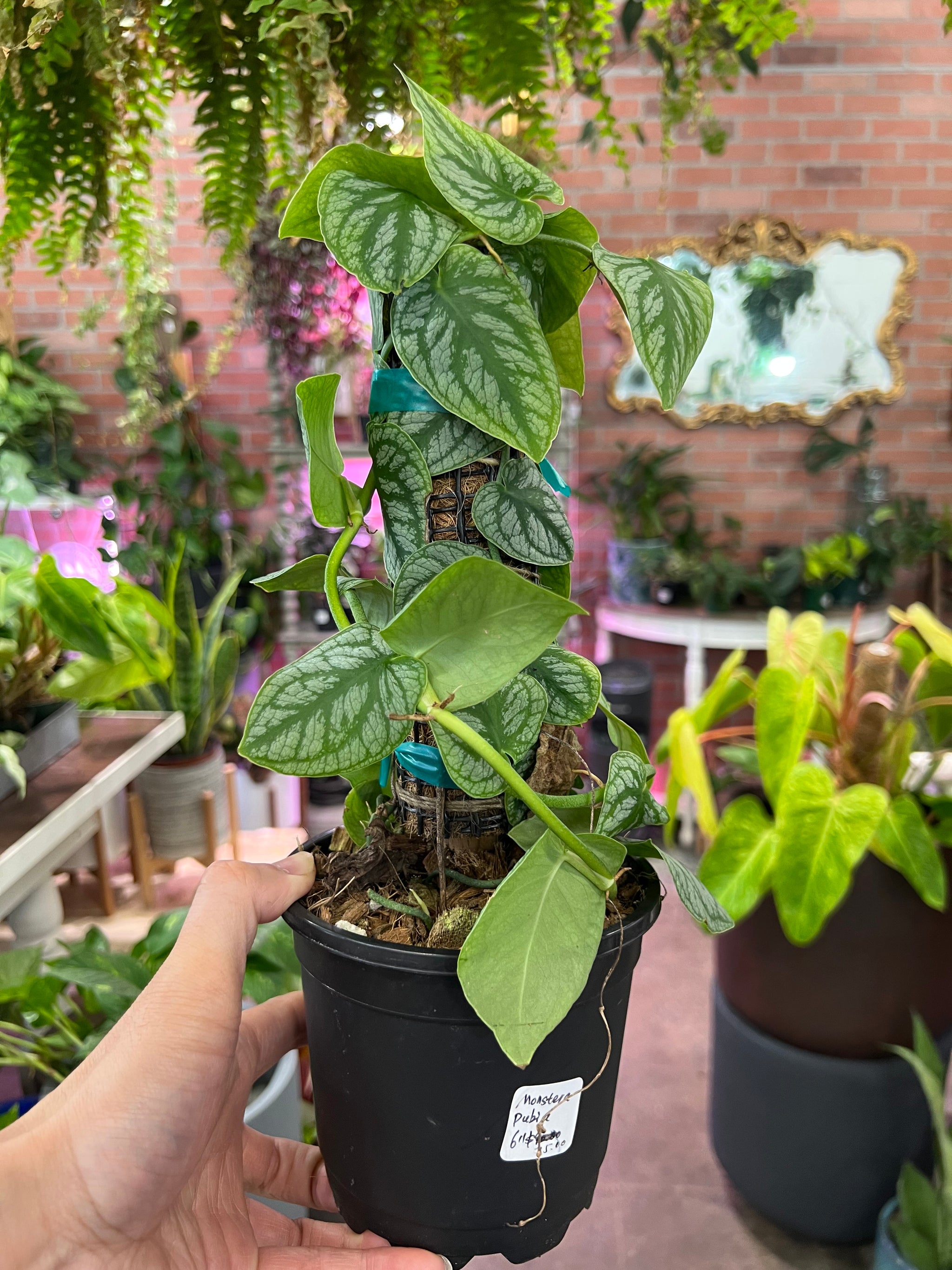 philodendron dubia Monstera Dubia – UPshining