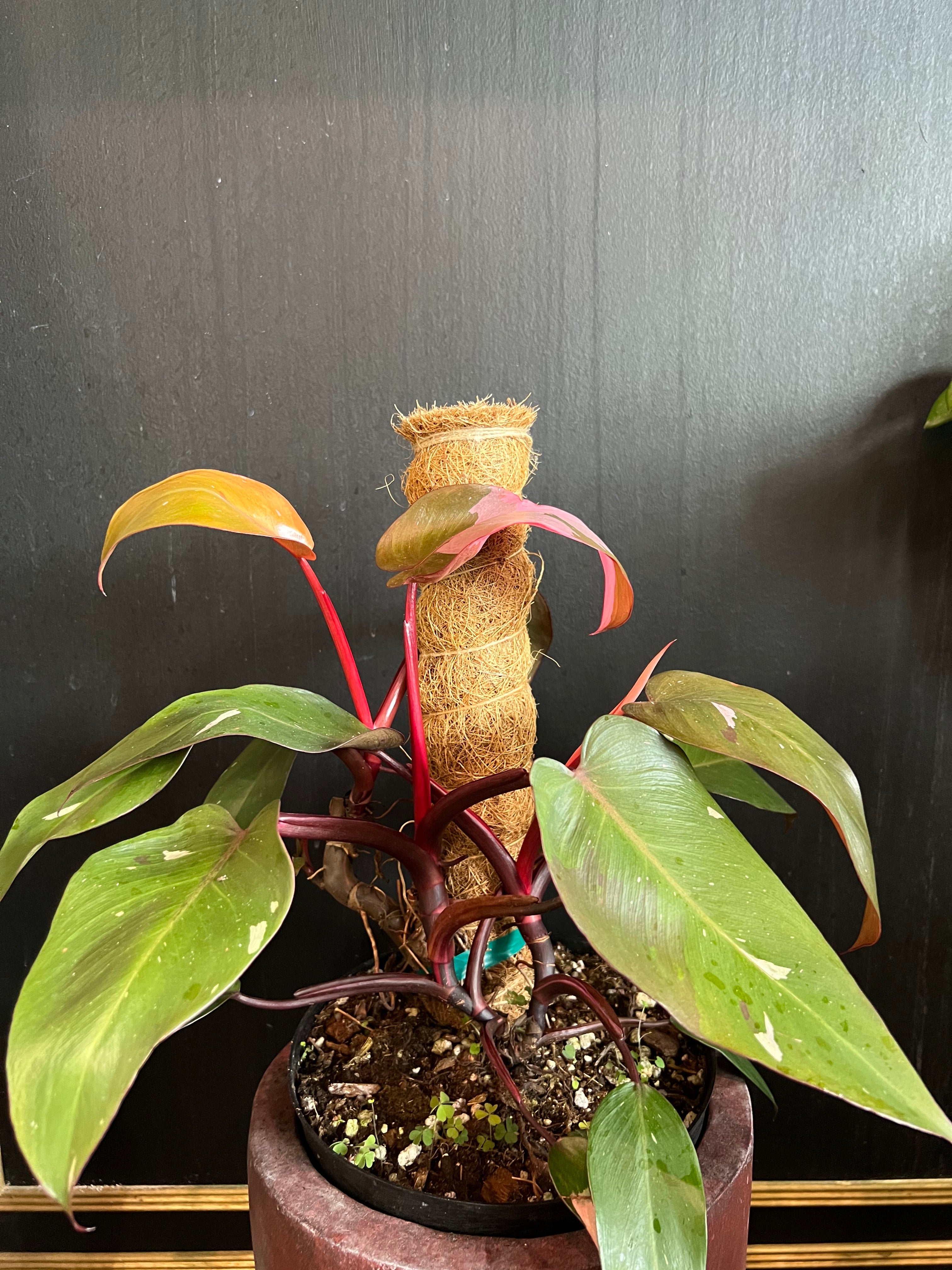 prince of pink philodendron Philodendron Pink Princess