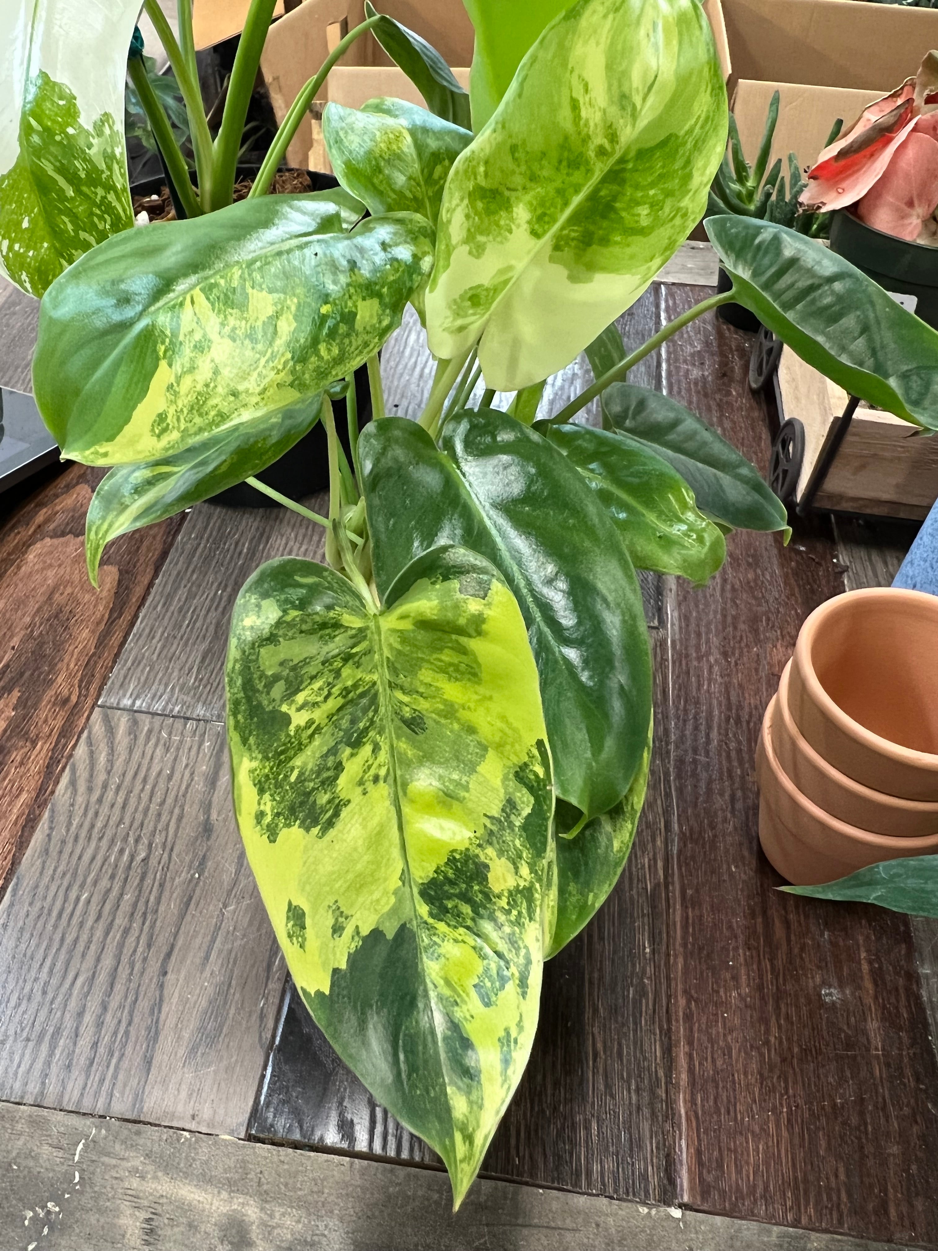 yellow variegated philodendron Philodendron Burle Max Variegated