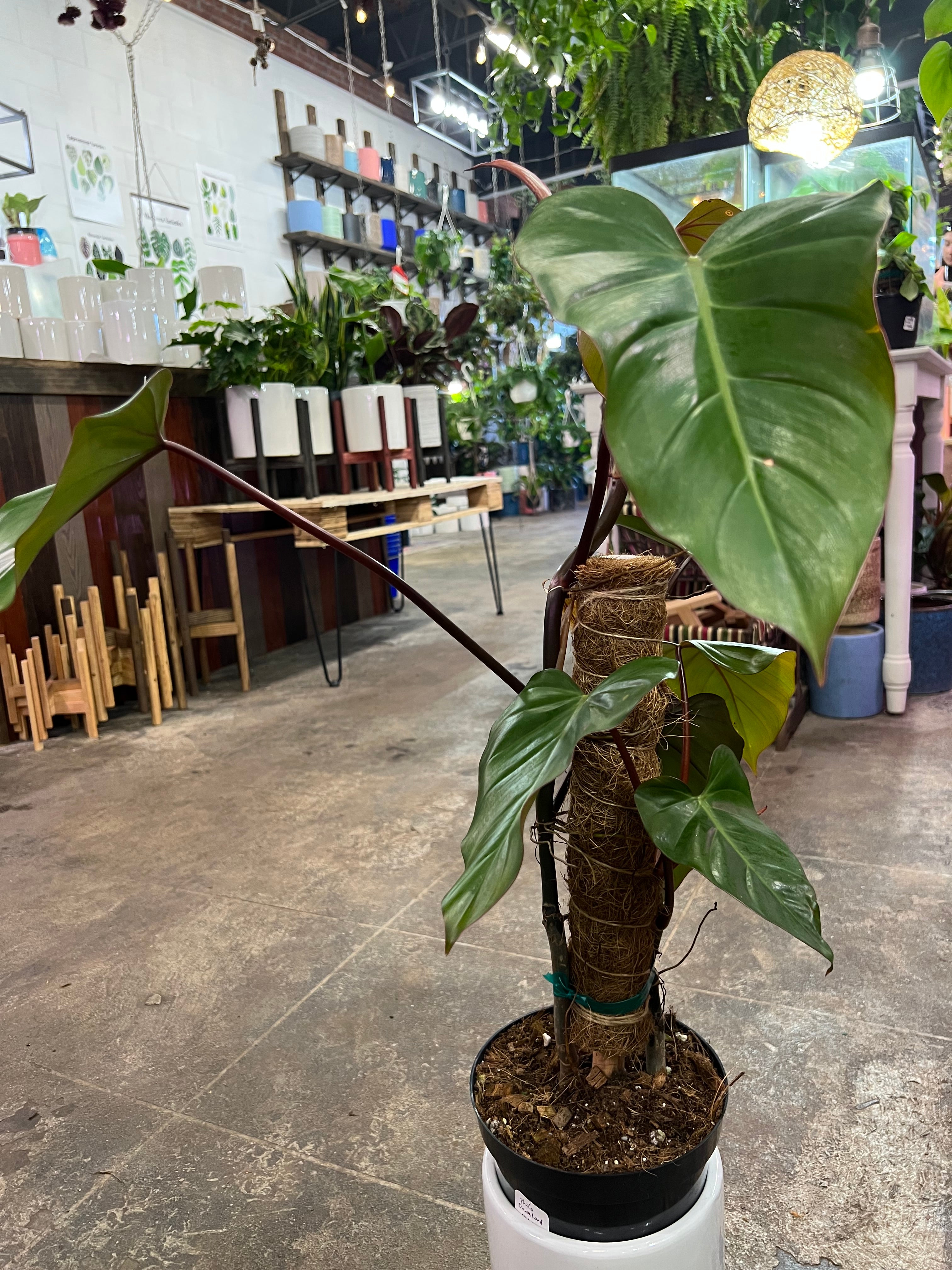 dark philodendron Philodendron Dark Lord 6" – UPshining