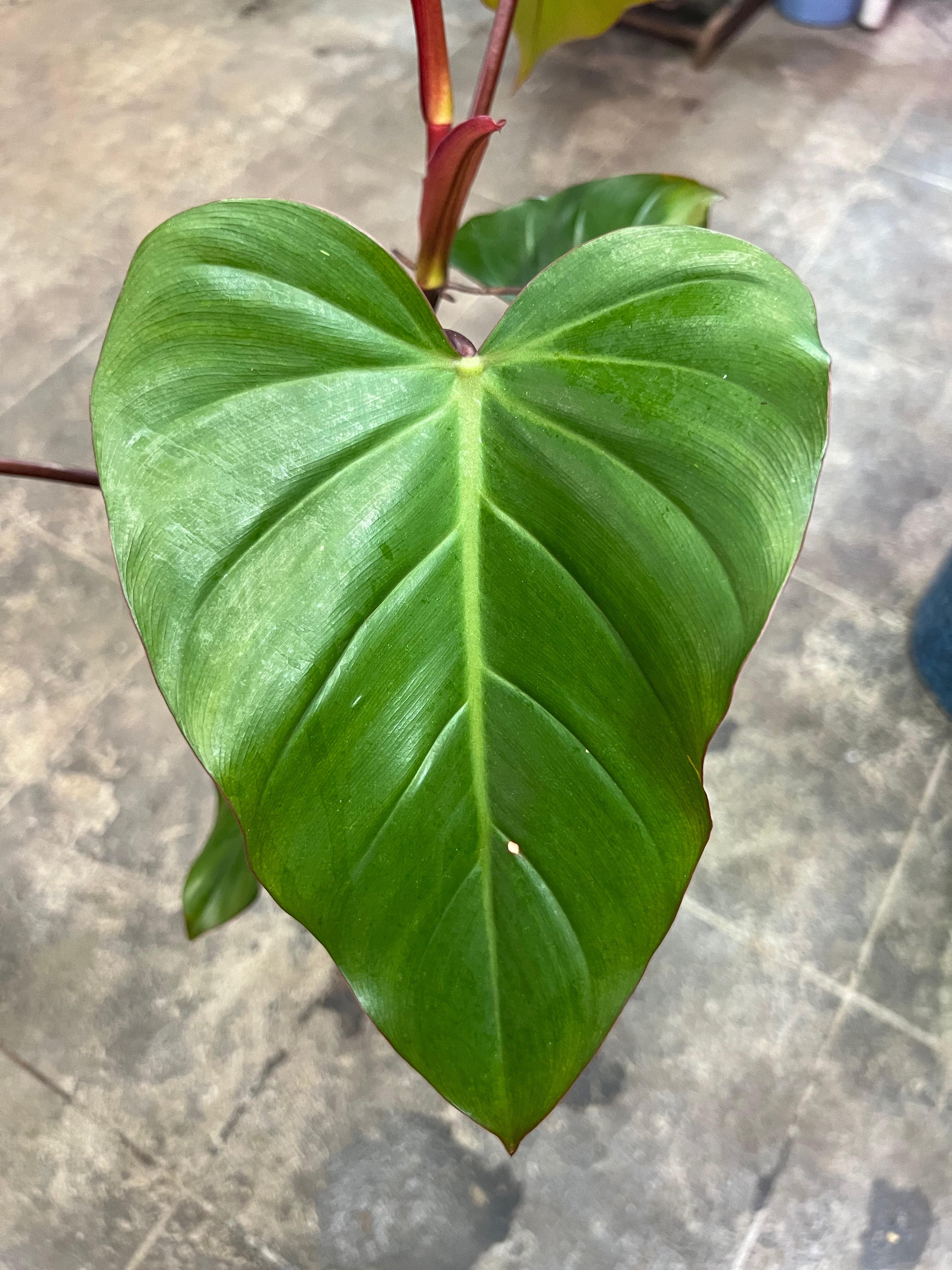 philodendron black lord Philodendron Dark Lord 6" – UPshining