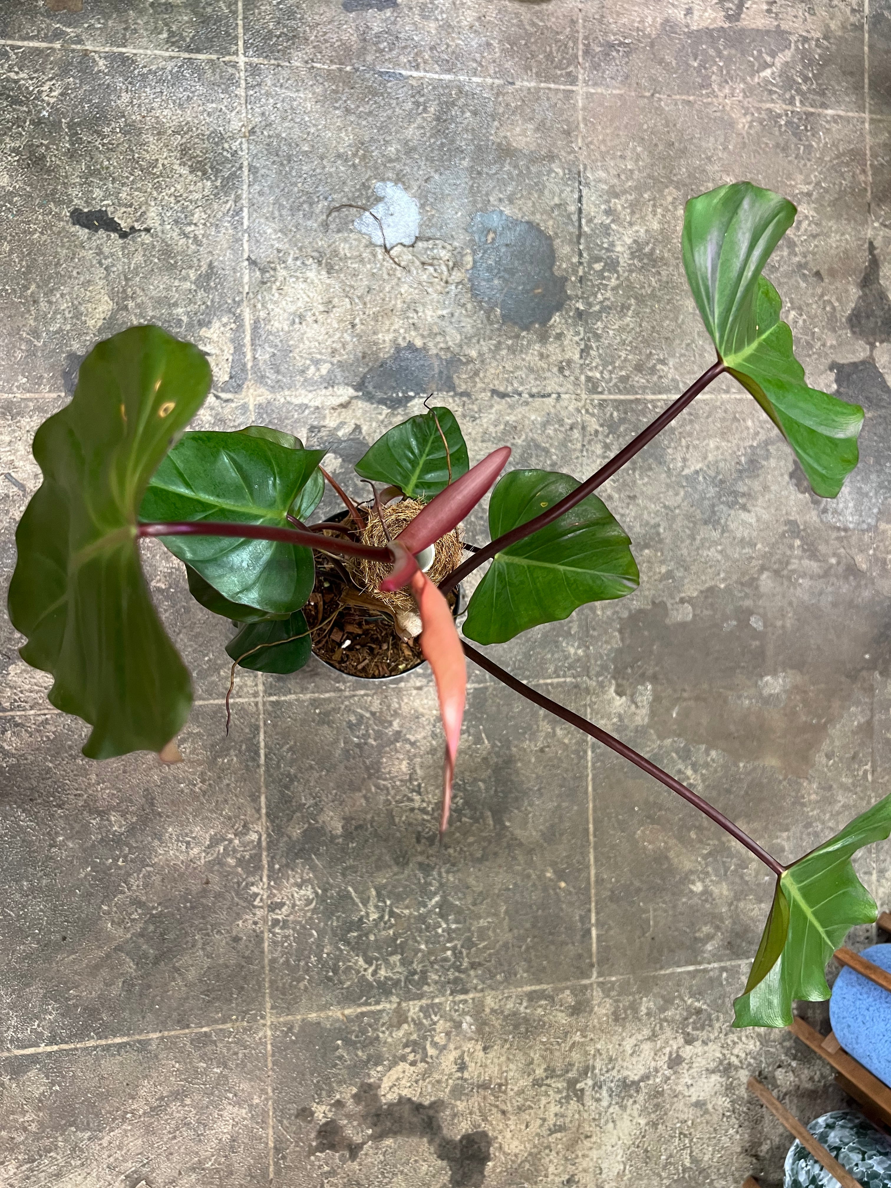 philodendron darklord Philodendron Dark Lord 6"
