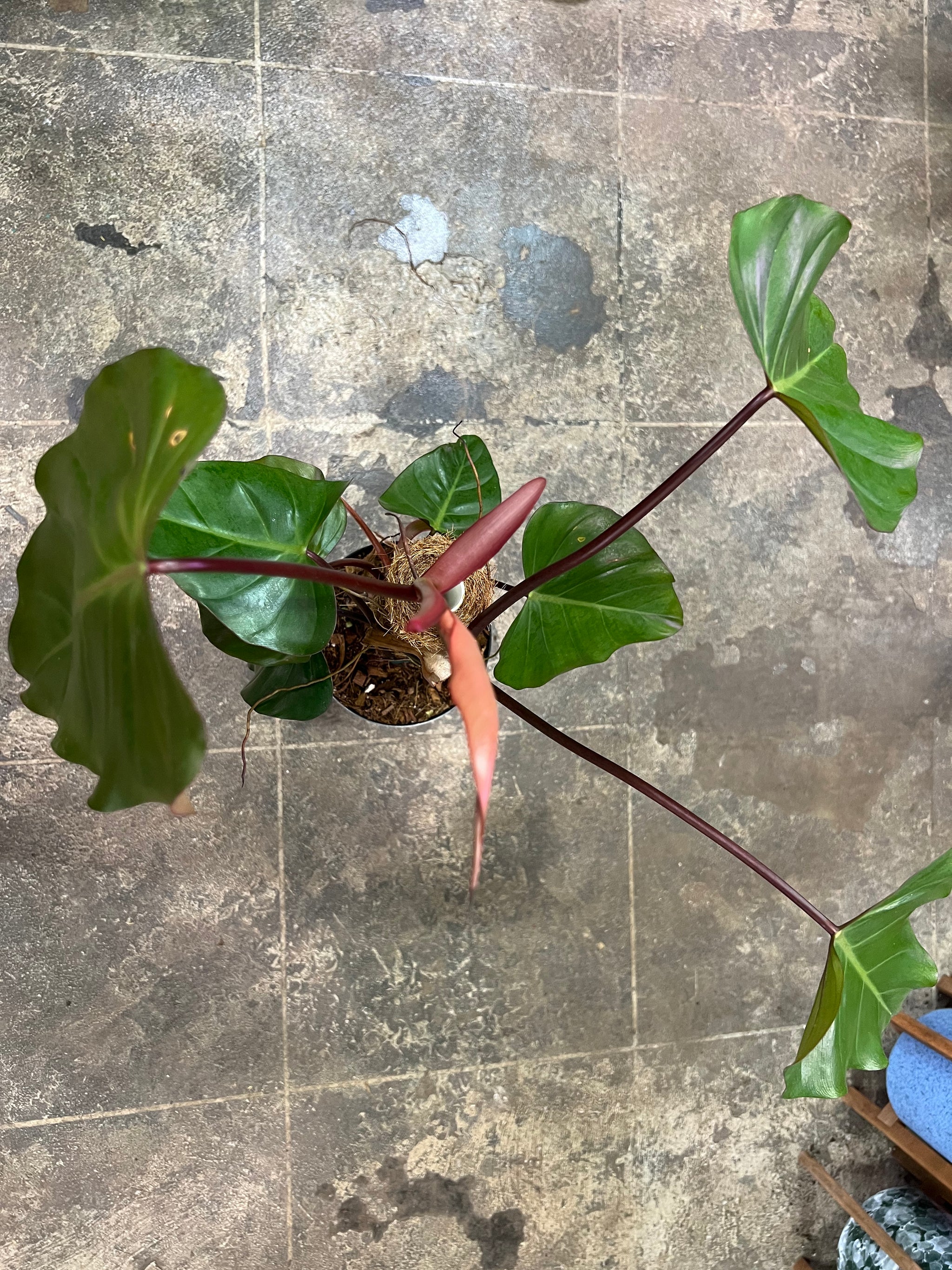 Philodendron Dark Lord 6