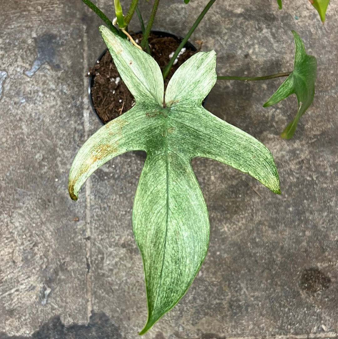 florida ghost philodendron price Philodendron Florida Ghost 4" – UPshining