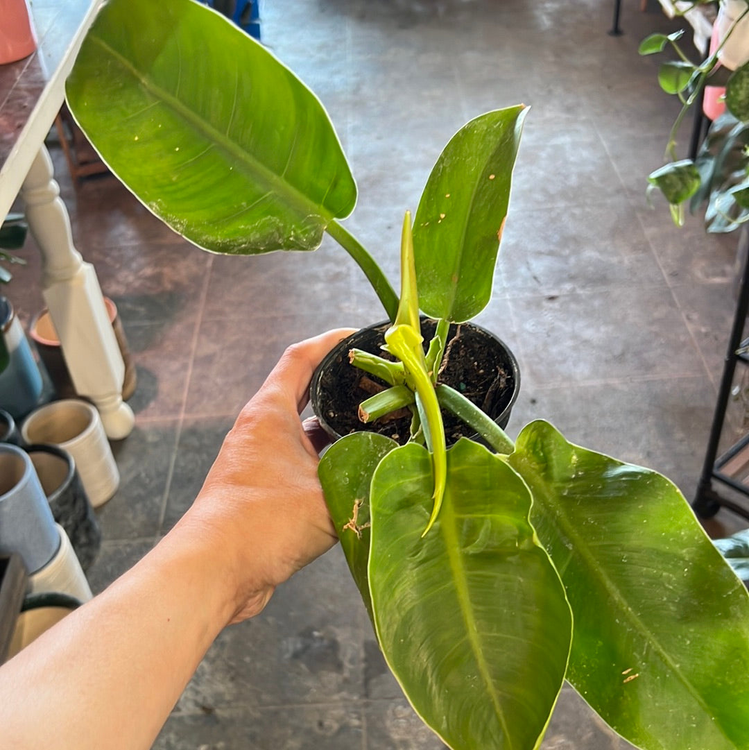 philodendron golden tuxtla Philodendron Moonlight 4"