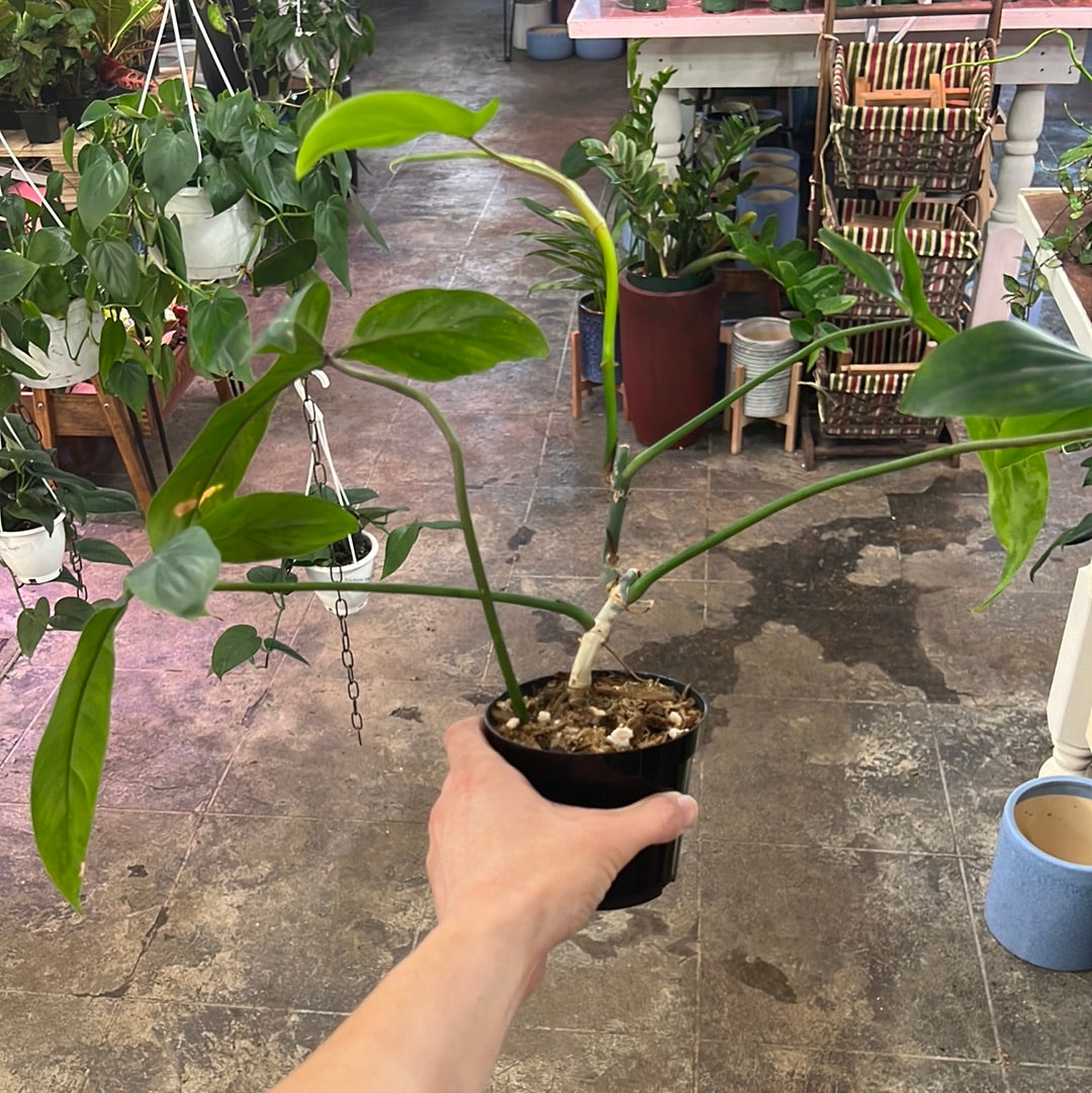 philodendron 69686 care Philodendron 69686 4" – UPshining
