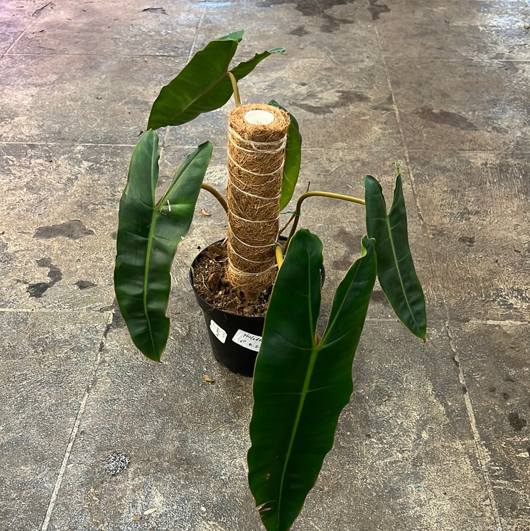 philodendron billietiae price Philodendron Billietiae 8"