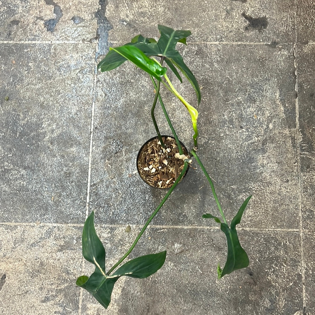 69686 philodendron care Philodendron 69686 4" – UPshining