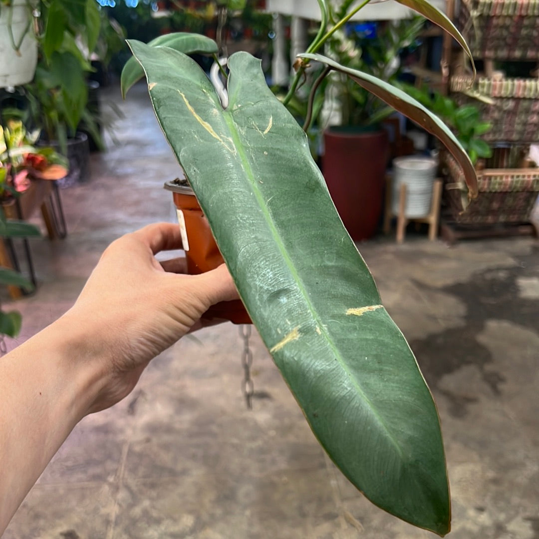 philodendron atabapoense for sale Philodendron Atabapoense 4" – UPshining