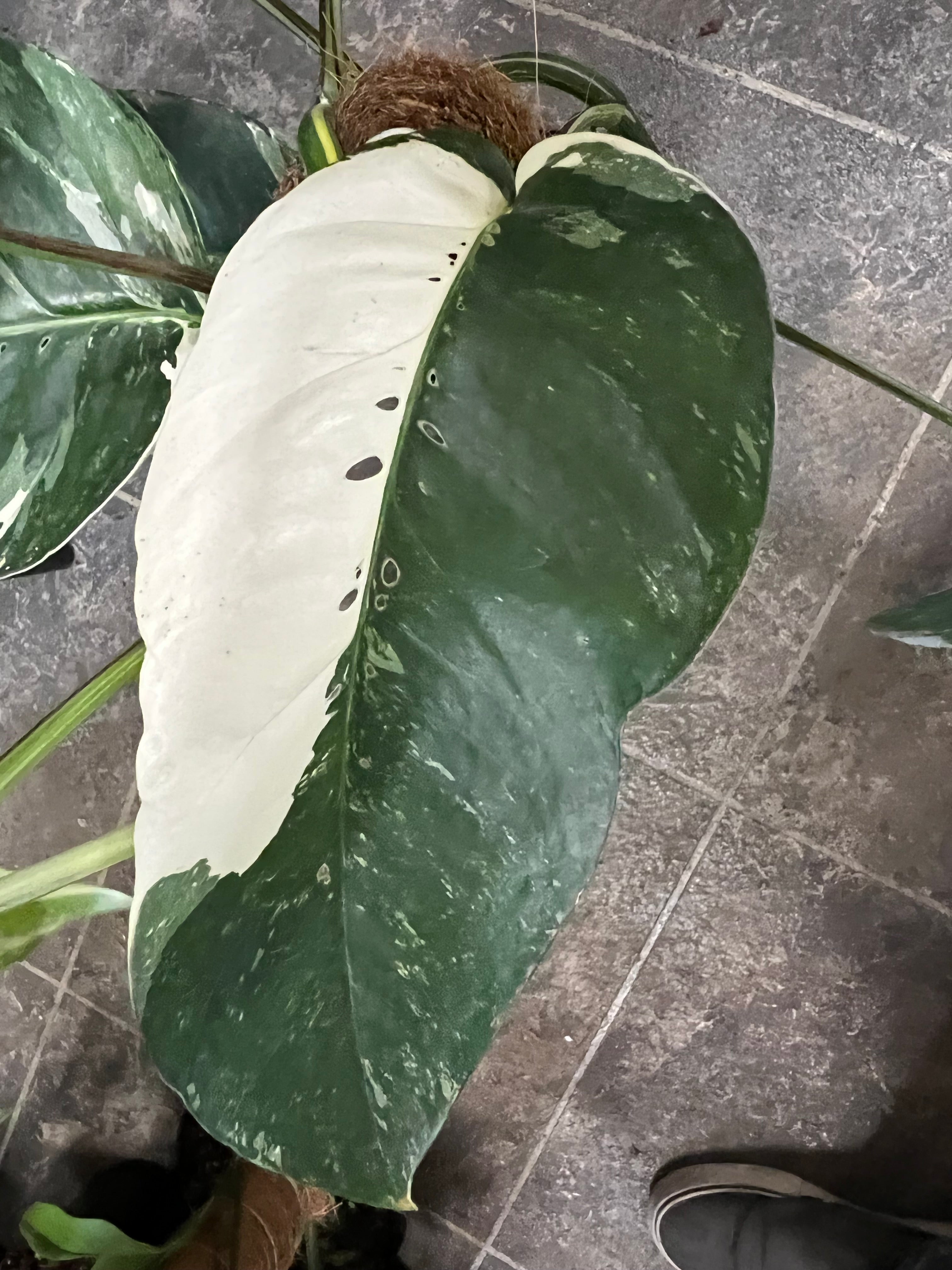 philodendron epipremnum pinnatum variegated Epipremnum Pinnatum Albo – UPshining