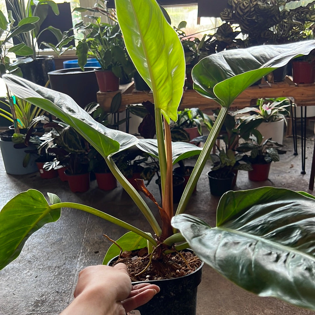 philodendron melinonii price Philodendron Melinonii 6"