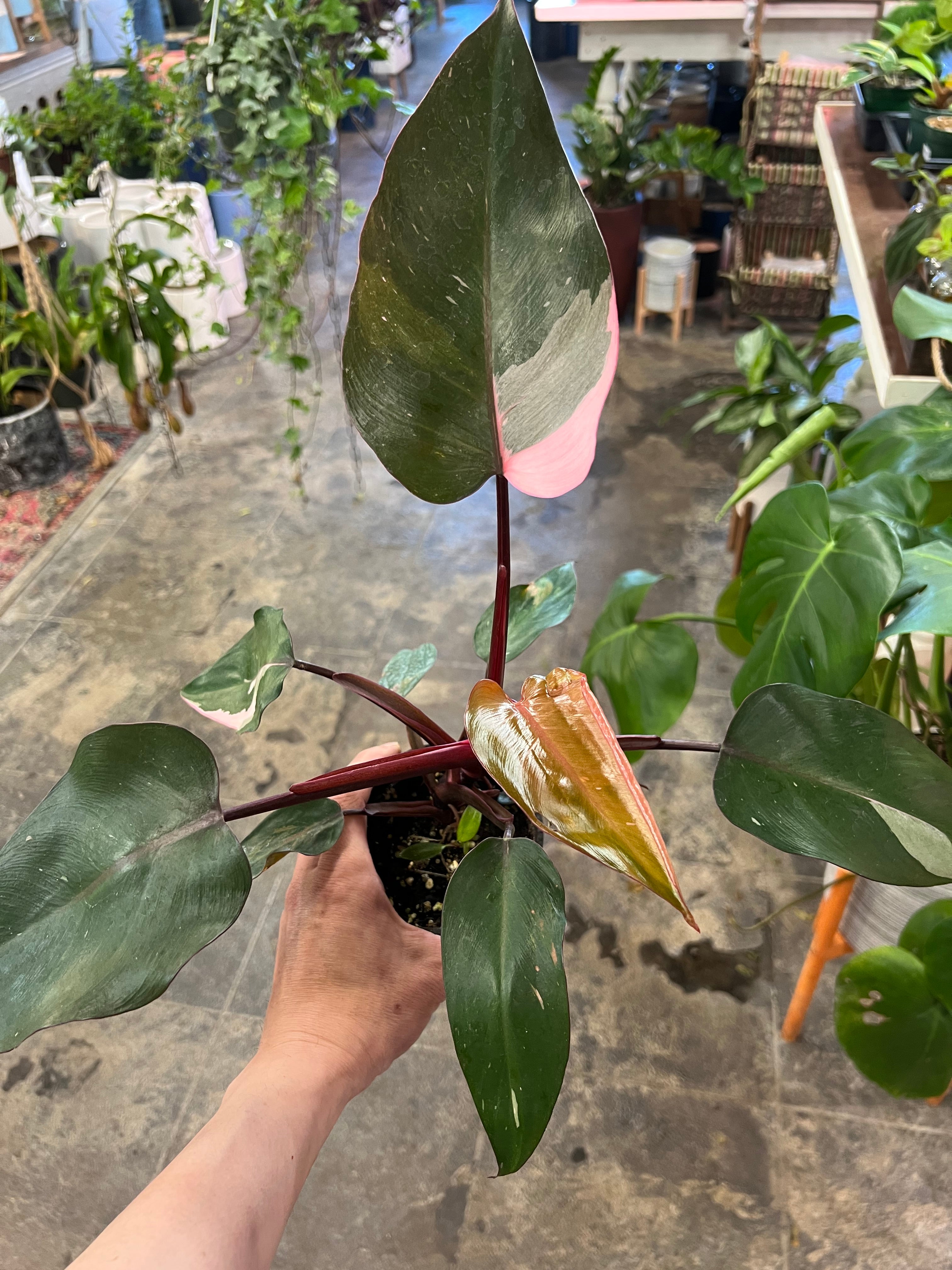 pink majesty philodendron Philodendron Pink Princess