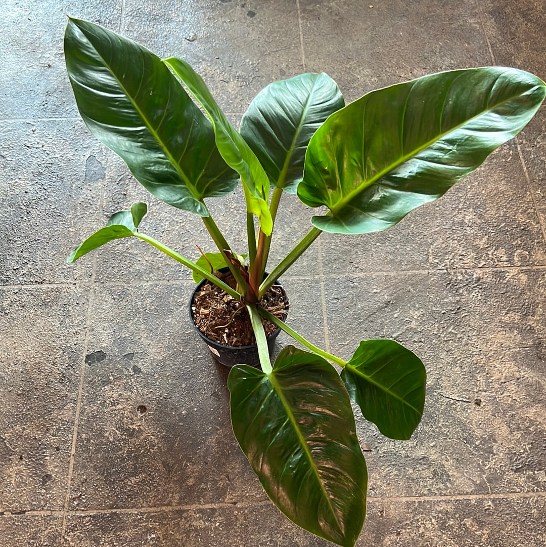 philodendron melinonii price Philodendron Melinonii 6" – UPshining
