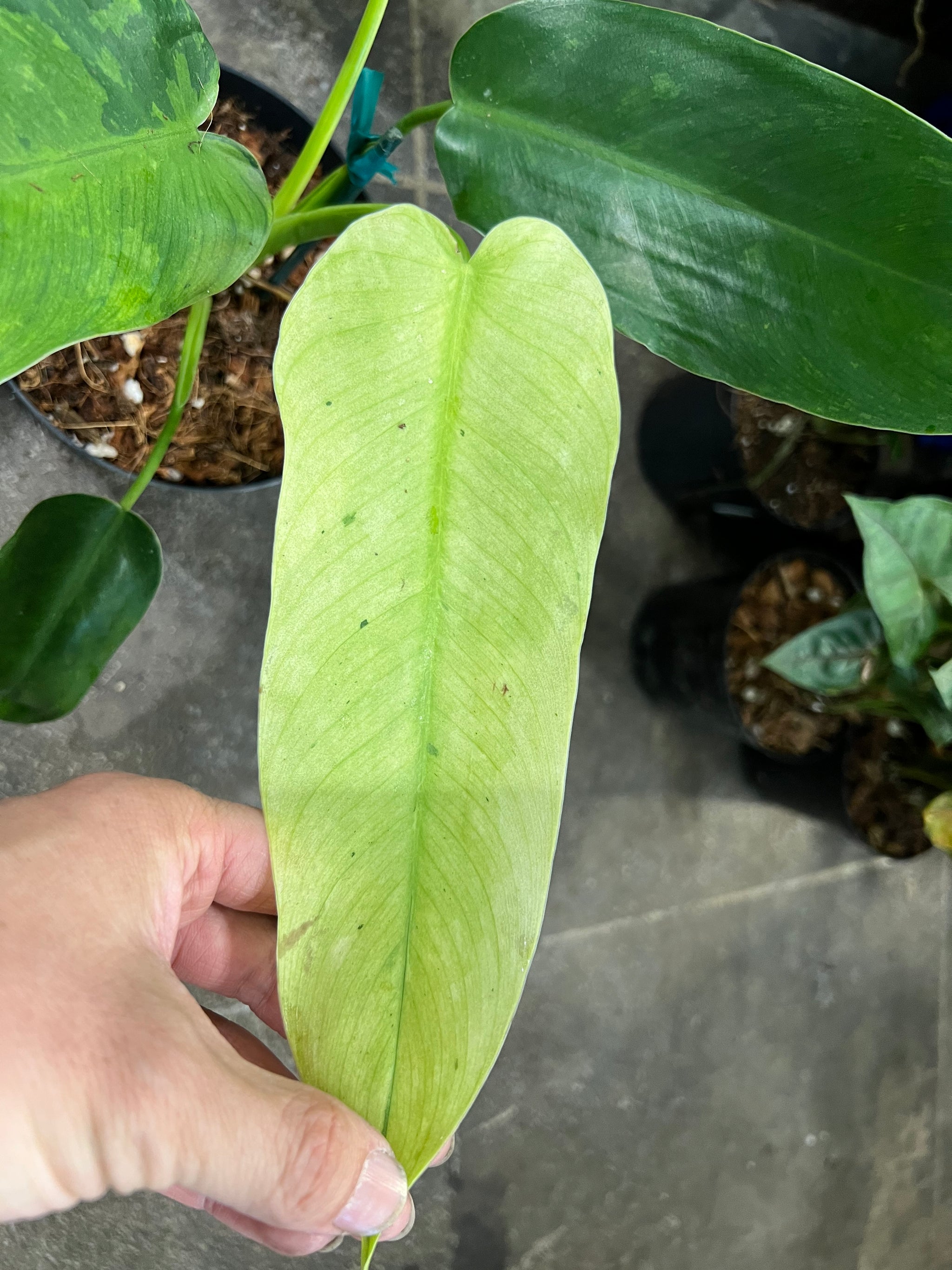 philodendron tuxtlanum green Philodendron Jose Buono – UPshining