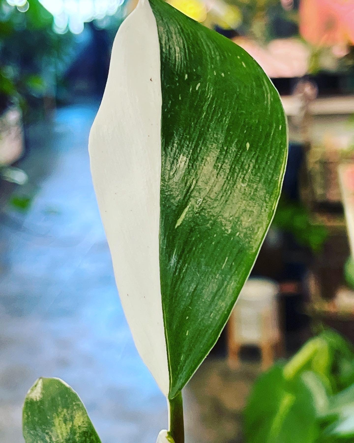 philodendron white spots Philodendron White Knight 4" – UPshining