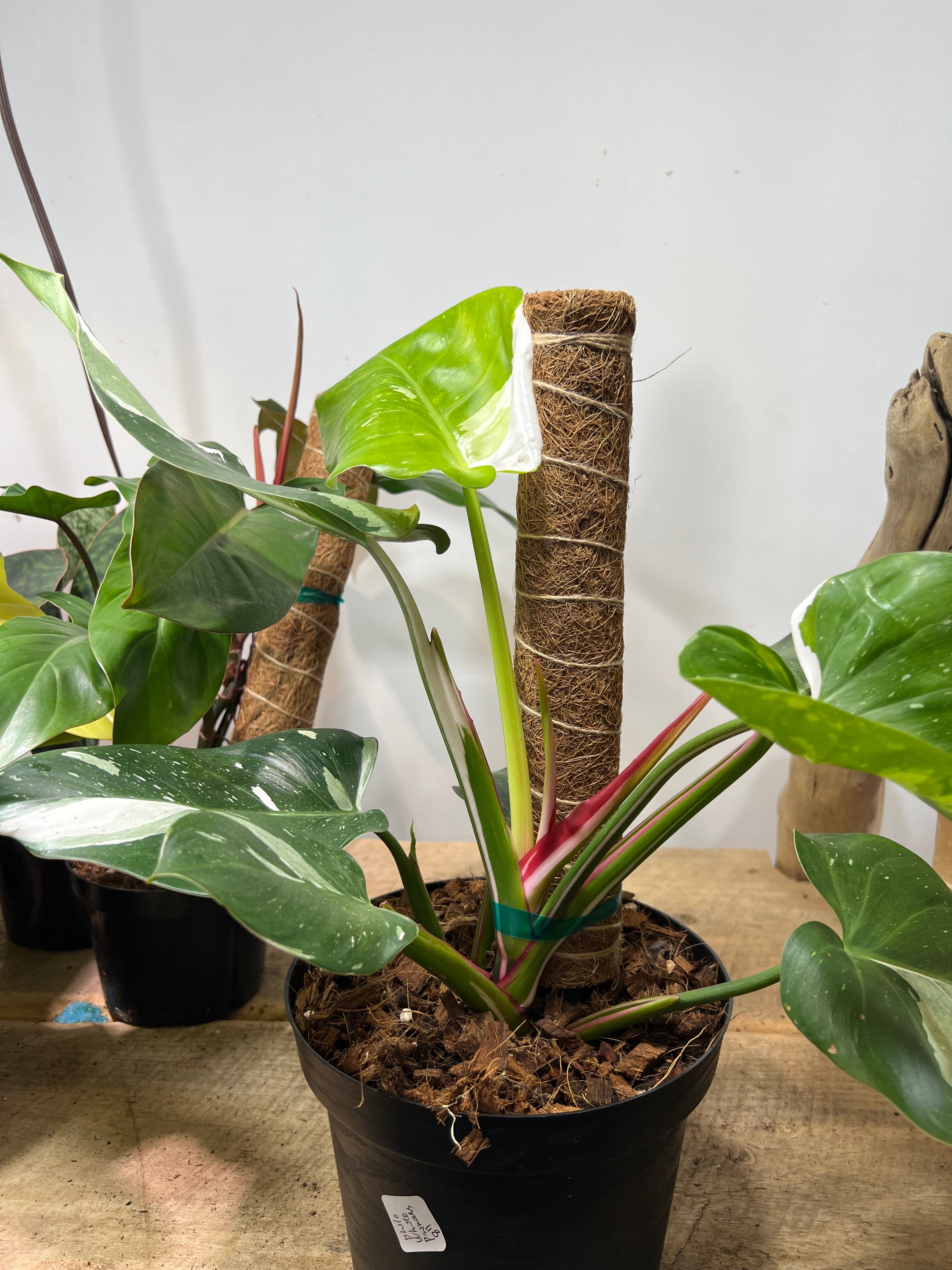 philodendron white princess buy Philodendron White Princess 8"