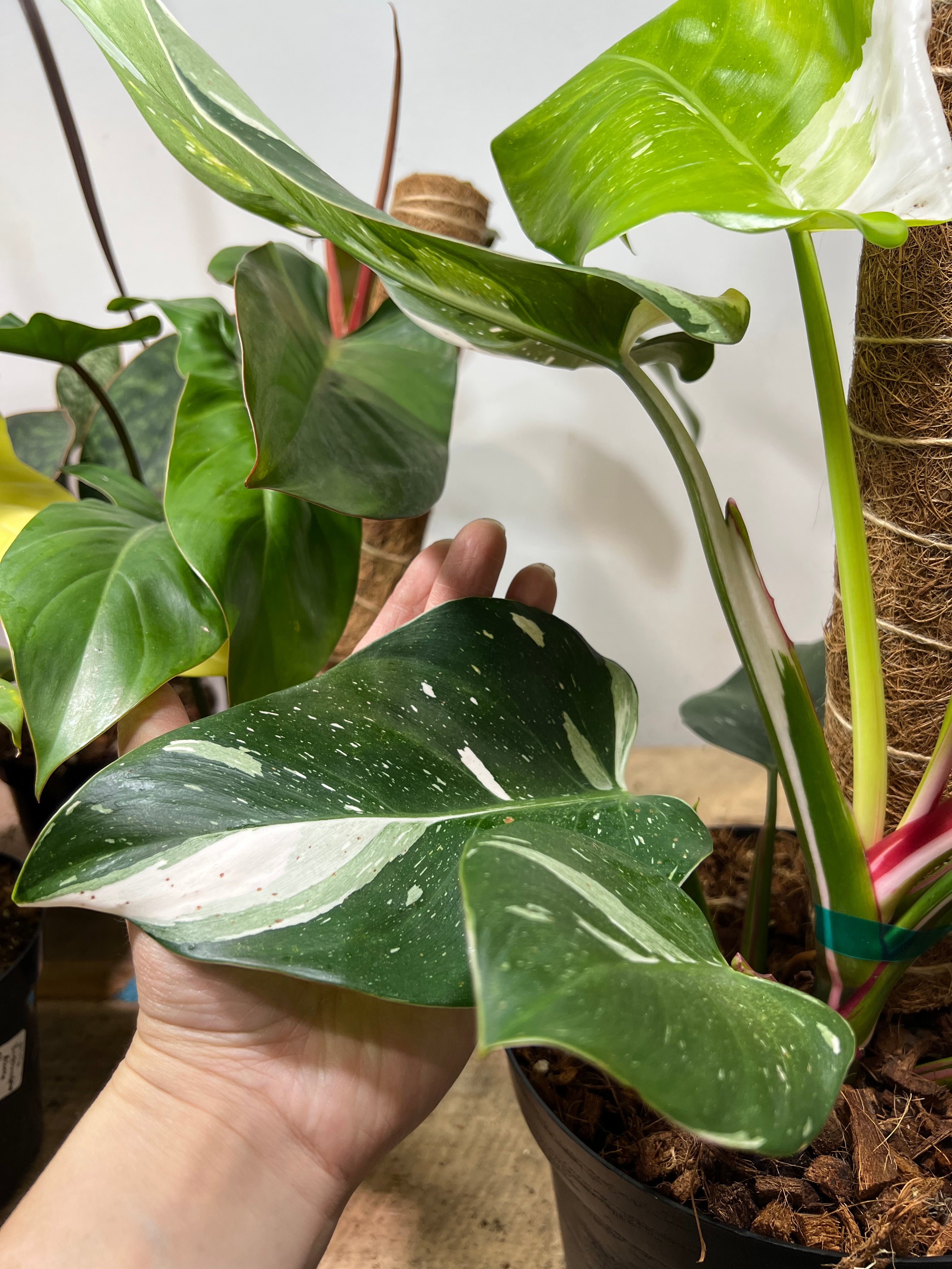 white ice princess philodendron for sale Philodendron White Princess 8" – UPshining